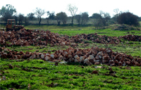 Neolithic Stones Photo 8